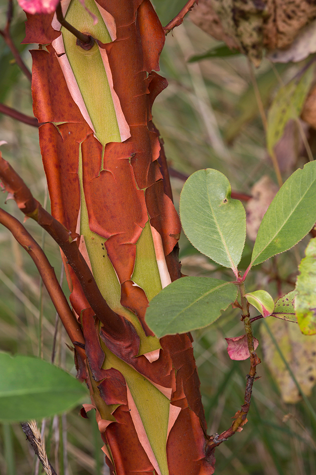 <p>smooth orange-red bark that peels away to silver</p>