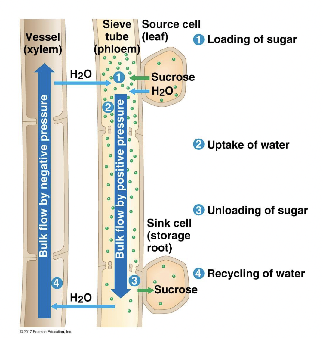 <p>In Phloem Sap Movement, a high concentration of sugars in sieve tubes absorbs water from xylem by _, _ builds up high pressure in phloem, and Phloem sap is forced from areas of high pressure (sites of _ loading) to areas of lower pressure. As such, movement of phloem sap is from source (site of sucrose loading) to sink (site of sugar unloading). </p>