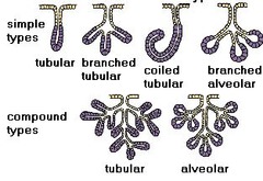 <p>include glandular epithelia and aggregations of gland cells that produce exocrine or endocrine secretions</p><p>- digestive glands, mammary glands</p>