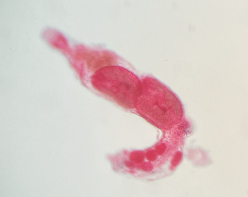 <p>Kingdom?</p><p class="p1">Phylum?</p><p class="p1">Class?</p><p class="p1">Subclass?</p><p class="p1">Order?</p><p class="p1">Family?</p><p class="p1">Species/Stage?</p>