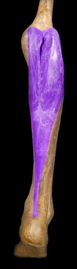 <p>ankle plantarflexion, knee flexion</p>