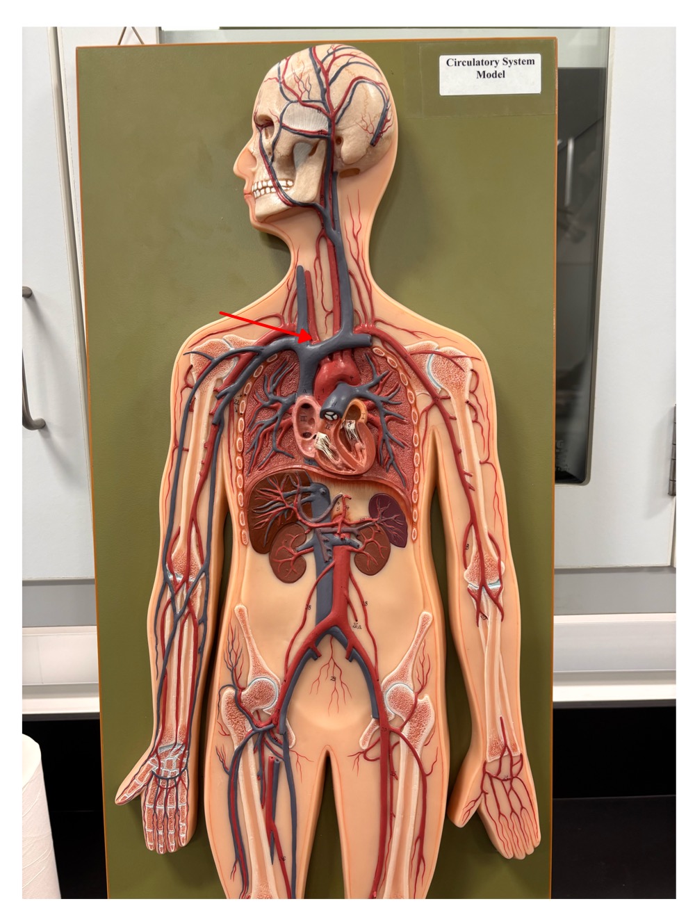 <p>name the blood vessel</p>