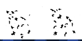 <p>(Gestalt)</p><ul><li><p>our minds look for patterns in shape, form, or character</p></li></ul><p></p>