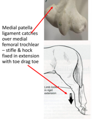 <p>Upper fixation patella/patella locking. </p><p>- the medial patella ligament hooked over medial femoral trochler</p><p>(nb typically straight legged, young horses and occurs first thing in the morning</p>