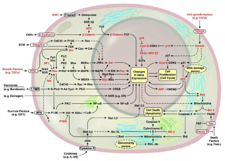 <p>There are over 200 different types of cancer: Different cell types; Unique genetic changes; Different behaviors; Different pathways involved</p><p>Precision medicine aims to match the treatment to the specific pathways affected in each patient’s cancer</p>
