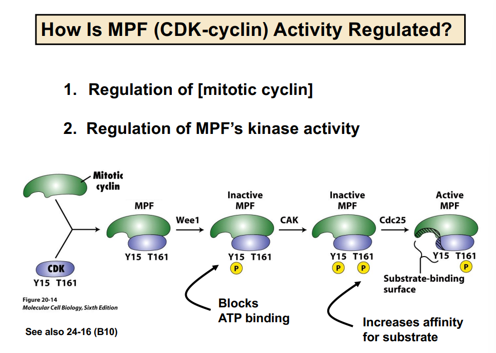 <p><span style="background-color: transparent;"><strong>Regulation of CDK Activity: Three Mechanisms</strong></span></p>