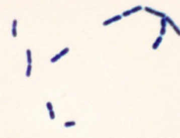 <p>identify shape</p>