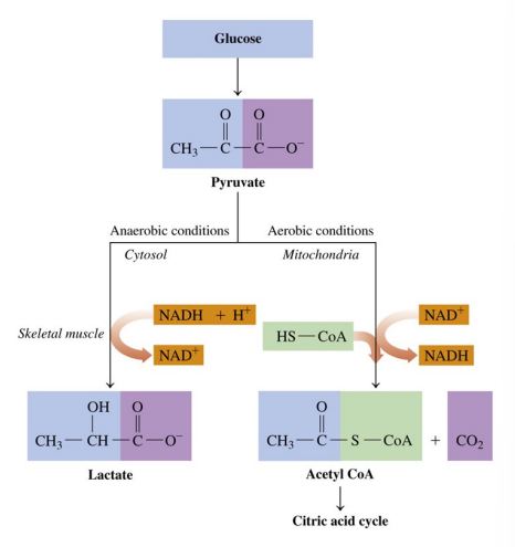 <p>Pyruvate is converted to acetyl CoA under aerobic conditions and to lactate under anaerobic conditions</p>