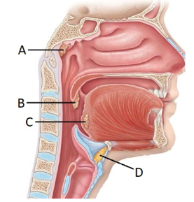 <p><span style="line-height: 17.375px;">Which letter correctly identifies the palatine tonsil?&nbsp;</span></p>