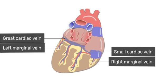 <p>st</p><p>runs up and down posterior side</p><p>H2</p><p>20</p>
