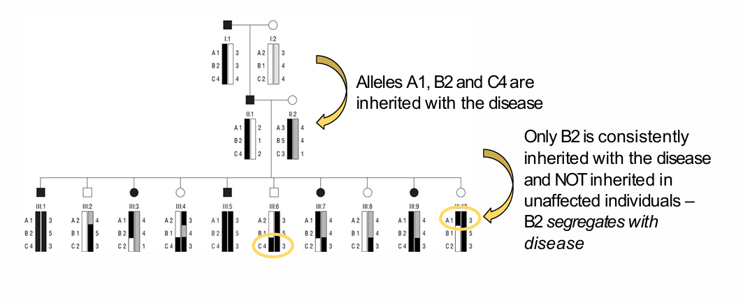 <p>What did the A1, B2 and C4 pedigree example demonstrate?</p>