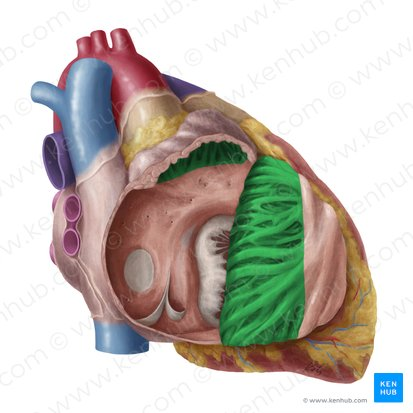 <p>muscular ridges in auricles and atrial wall</p>