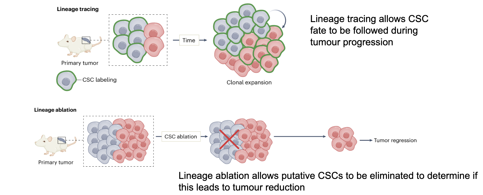 <p>Stem cells can also be functionally identified by lineage tracing/ablation experiments</p><ol><li><p>Lineage tracing allows CSC fate to be followed during tumour progression</p></li><li><p>Lineage ablation allows putative CSCs to be eliminated to determine if this leads to tumour reduction</p></li></ol><p></p>