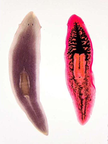 <p>Identify the Phylum &amp; name </p>