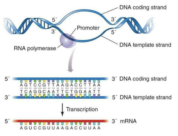 <ul><li><p>Messanger RNA (<strong><em>mRNA</em></strong>) are approx. 500-10,000 nucleotides</p></li><li><p>Contains information to translate into proteins (genes)</p></li><li><p>5’ and 3’ untranslated regions carry features involved in initiating and terminating translation</p><ul><li><p><strong>Template strand: </strong>the DNA strand RNA polymerase reads to build mRNA.</p></li><li><p><strong>Coding strand: </strong>the DNA strand with the same sequence as mRNA (except T → U), not used as the template.</p></li></ul></li><li><p>Bacterial genes are about 1 Kb in size, but mRNA may be much longer because it is <strong><em>polycistronic</em></strong> (can encode several genes on same RNA)</p></li></ul><p></p>