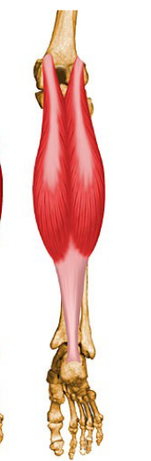 <p>What muscle is this? <br>Name, Origin, Insertion, Action, Exercise</p>
