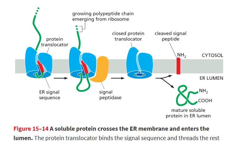 <p>SRP receptor passes ribosome to protein translocator which binds the signal sequence and its threaded through this channel during translation.</p><ul><li><p>signal seq. holds open protein translocator</p></li><li><p>signal peptidase then cuts off signal seq. and it gets degraded</p></li><li><p>once C-terminus of soluble protein has passed through, protein is released into ER lumen</p></li></ul><p></p>