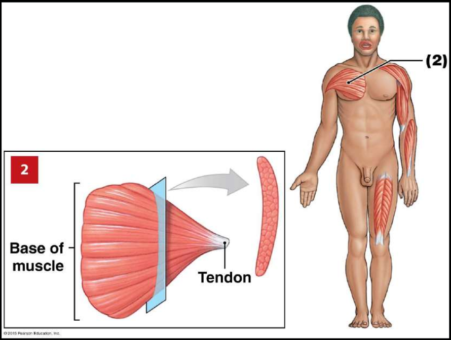 <p>Convergent Muscle</p><ul><li><p><strong>Fascicles</strong> extending over a <strong>broad area</strong> converge on a <strong>common attachment site</strong></p></li><li><p><strong>Versatile</strong> — different parts can pull in <strong>different directions</strong></p></li><li><p>Does <strong>not pull as hard</strong> on the attachment site as parallel muscles</p></li><li><p><strong>Example:</strong> Pectoralis major</p></li></ul><p></p>