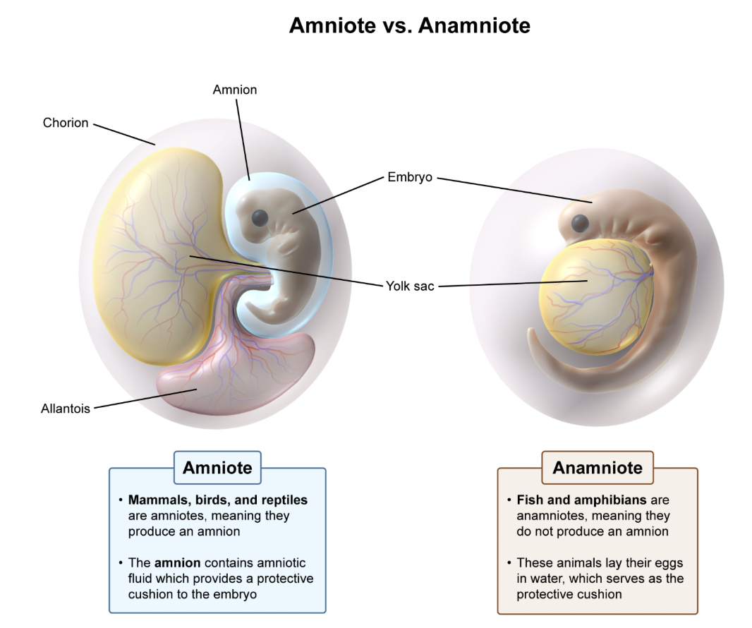 <p><strong>Reptiles</strong>, <strong>birds</strong>, and <strong>mammals&nbsp;</strong>are <strong>amniotes</strong><span style="line-height: 1.6em; font-size: inherit;">, which means that they each produce an amnion.&nbsp;</span></p><p></p><p><em>A. Fish, amphibia, and reptiles</em></p><p><em>B. Fish and amphibia</em></p><p><em>C. Reptiles and amphibia</em></p><p class="fr-img-space-wrap2"><em>D. Mammals, fish, and r</em><span style="line-height: 1.6em; font-size: inherit;"><em>eptiles</em></span></p><p class="fr-img-space-wrap2">Anamniotes<span style="line-height: 1.6em; font-size: inherit;">&nbsp;include amphibians (such as frogs) and fish. Anamniotes<em>&nbsp;</em>lack an amnion. This makes sense, as amphibians (frogs) and fish lay eggs in water, which serves as the cushion.</span></p><p class="fr-img-space-wrap2"></p><p class="fr-img-space-wrap2"><span style="line-height: 1.6em; font-size: inherit;">Key Takeaway:</span></p><ul><li><p><span style="line-height: 1.6em; font-size: inherit;">The amnion provides a water cushion and protects the embryo from damage.</span></p></li><li><p><span style="line-height: 1.6em; font-size: inherit;">Animals that do not have an amnion (such as amphibians and fish) are called anamniotes.</span></p></li></ul><p></p>