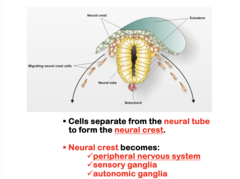 <p>- Neural tube</p><p>- Neural crest</p>