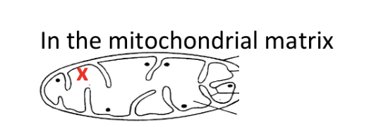 <p><span style="background-color: transparent;">In the mitochondria’s matrix</span></p>