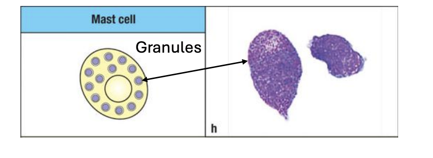 <p>Mast cells are packed with pre-formed (already existing and ready) mediators in granules. What are the two types of mediators they carry?</p>