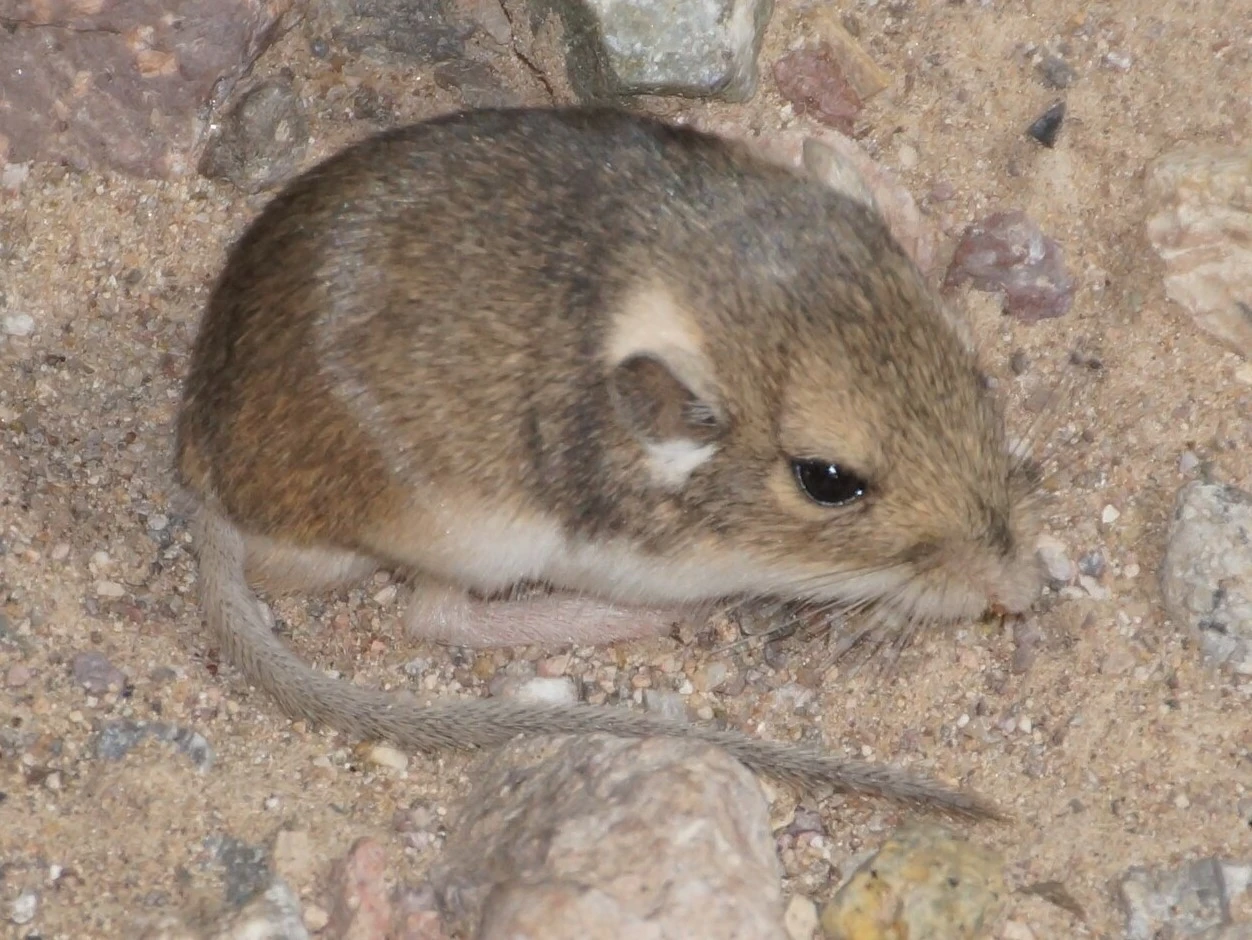 <p><strong>Pelage soft and non-spiny, without the grizzled, spinous rump typical of Chaetodipus. Hind limbs moderately enlarged but not strongly saltatorial. Tail slender, about equal to body length, occasionally weakly tufted. </strong></p><p><strong>External cheek pouches.</strong></p>