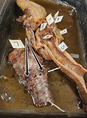 knowt flashcard image