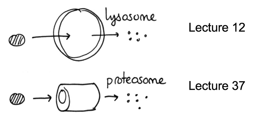 <p>What happens to old and unwanted cells?</p>