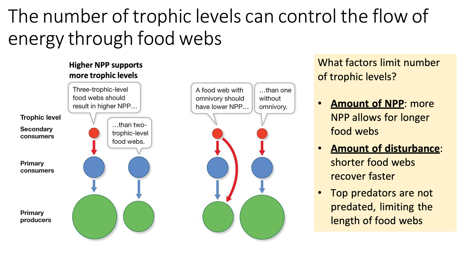 <ul><li><p><strong>Amount of NPP:</strong> More NPP supports longer food webs</p><ul><li><p>Higher NPP (large green) supports more trophic levels than a smaller NPP. </p></li><li><p>Three trophic levels, all connected, need a lot of Primary Producers to support all levels. </p></li><li><p>NPP can be smaller if there’s only one blue level to support.</p></li></ul></li><li><p><strong>Disturbance:</strong> Shorter food webs recover faster after disturbance</p><ul><li><p>Must also consider who is within the food web. </p></li><li><p>Omnivores can eat both the primary consumers and producers, which will have a lower NPP as it’s being consumed twice</p></li><li><p>Carnivore is only being consumed once. # of trophic levels and the interactions present.</p></li></ul></li><li><p>Top predators are not predated – limits the extension of the food web</p></li></ul><p class="MsoListParagraph"><span> </span></p>