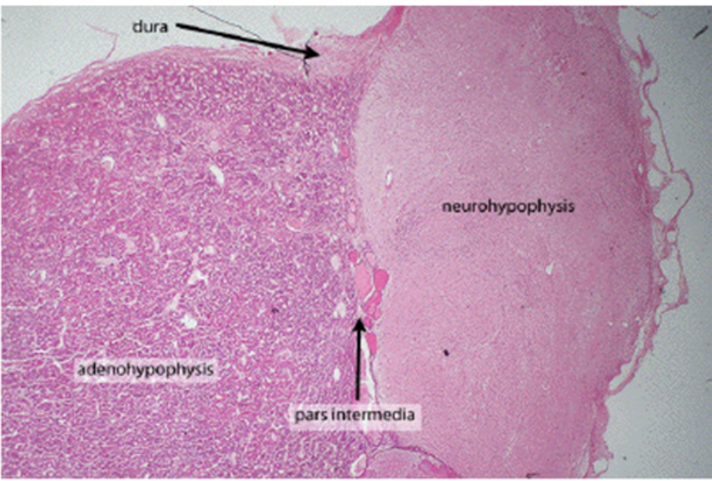 <p>Identify the organ</p>