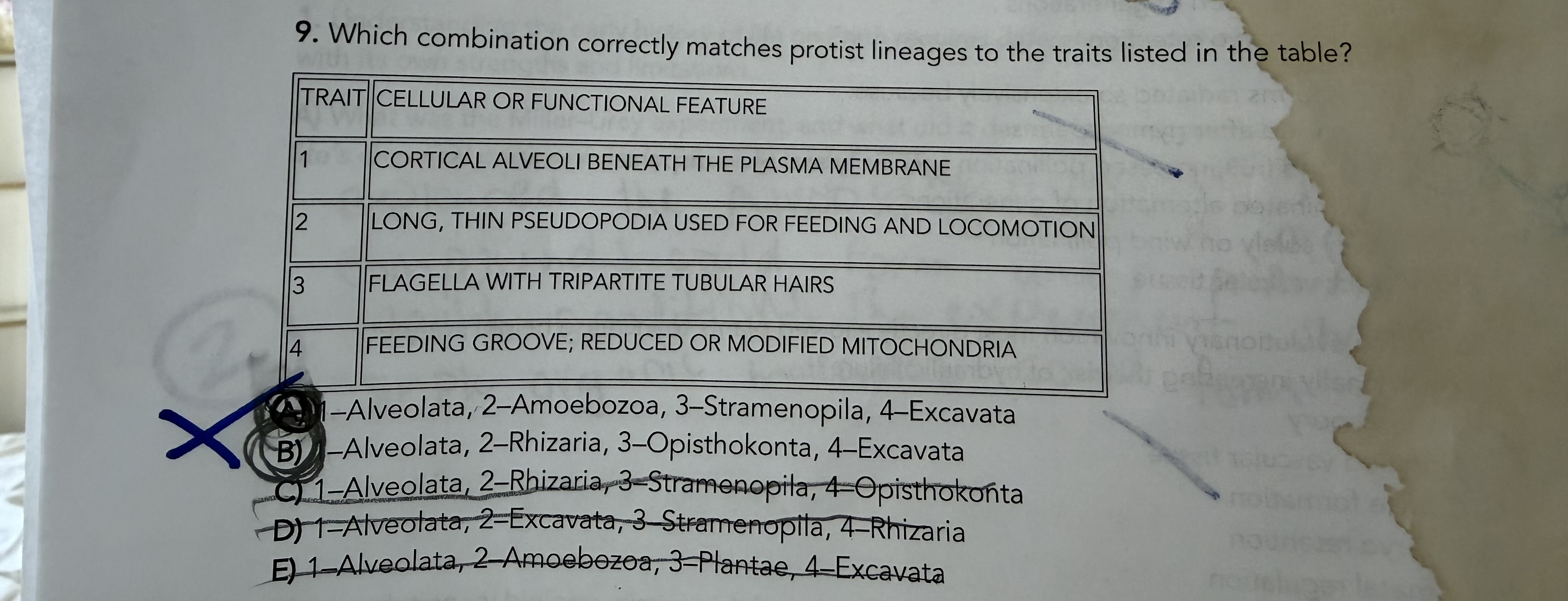 <p>Which combination correctly matches protist lineages to the traits listed in the tables?</p>