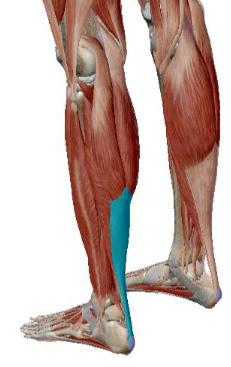 <p>what muscle is this</p>
