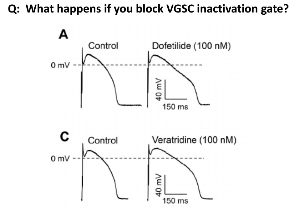 <p>(blocking the VGSC inactivation gate means that it will <u>stay open / inactivation gate is prevented from binding + closing</u>)</p><p>AP is prolonged</p><ul><li><p>(in dep-, both inactivation and activation VGSC gates are open)</p></li><li><p>the VGSC inactivation gate will stay open at &amp; past the peak, which allows for more Na+ influx</p></li><li><p>K+ influx cannot perfectly counter this effect, so there is slower re- and hyperpolarization → which is seen as a prolonged AP</p></li></ul><p></p>
