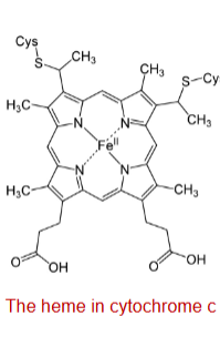<p>-Cytochromes are proteins with characteristic <strong>strong absorption of visible light, due to their iron-containing heme prosthetic groups</strong></p><p>-<strong>The iron is bonded to 4 nitrogen atoms</strong> of the <strong>porphyrin ring of heme</strong></p>