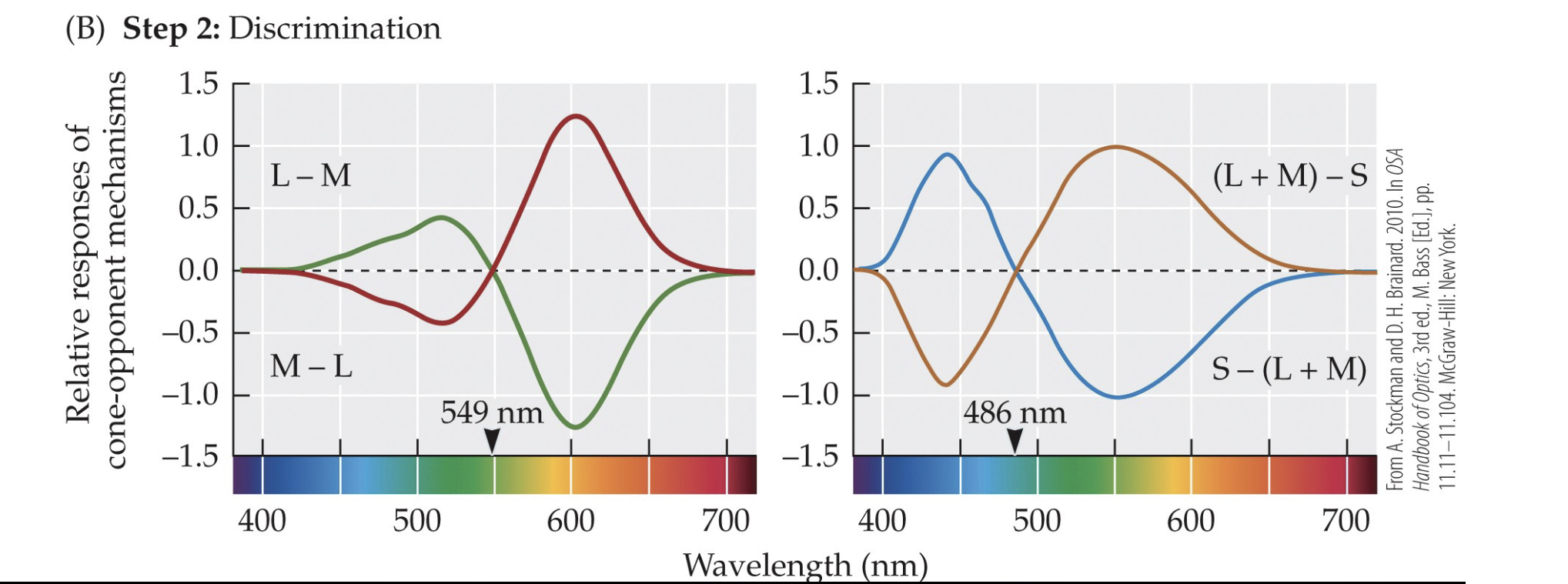 <p>The LGN is most closely tied to which part of visual processing?</p>