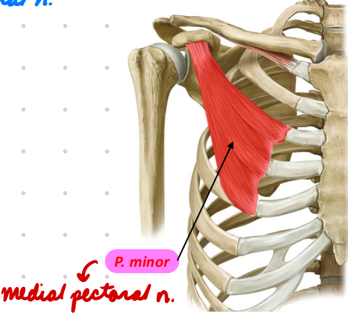 <p>Innervation: Medial pectoral n.</p><p>Action:</p><ul><li><p>Scapular protraction</p></li></ul><p></p>