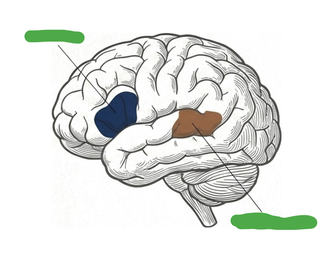 <p>if this image depicts the left hemisphere of the brain, what is the highlighted blue area and what is the highlighted brown area</p>