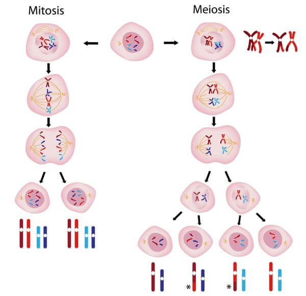 <p>mitosis</p><ul><li><p>two identical cells</p></li></ul><p>meiosis</p><ul><li><p>four cells (two identical, other two identical)</p></li></ul><p></p>