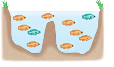 <p>Reproductive isolation due to timing of reproduction, behavioral differences, etc (takes place in the same area.</p>