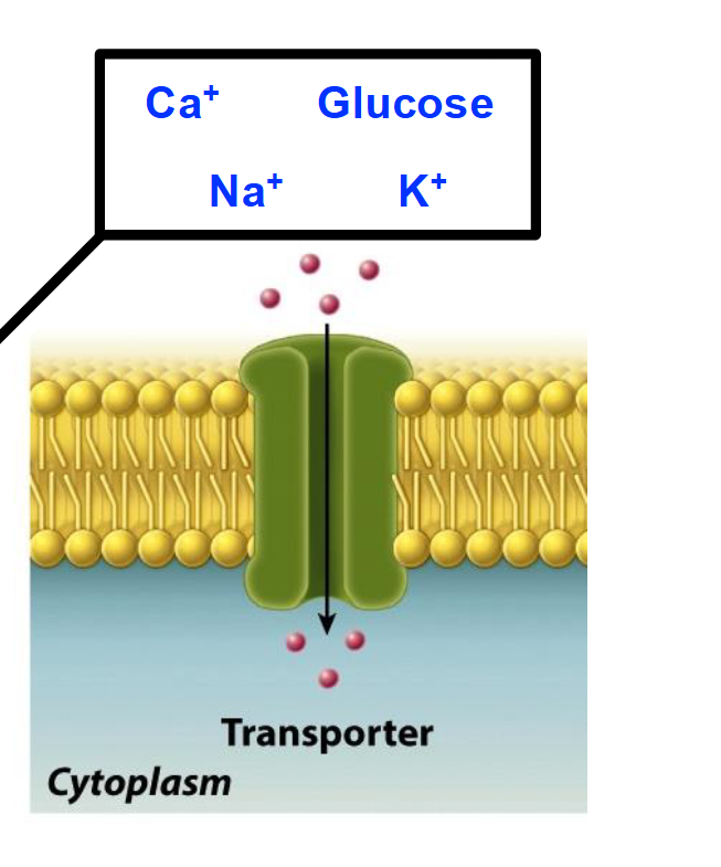 <ul><li><p><span>Lipid bilayers do not allow many compounds or molecules to pass through them freely.</span></p></li><li><p><span>Small, uncharged molecules cross membranes relatively easily (O2, CO2, NO).</span></p></li><li><p><span>Large/polar/charged compounds cannot easily cross lipid bilayers.</span></p></li><li><p><span>Specific mechanisms are required for the controlled transport of many substances across membranes</span></p></li></ul><p></p>