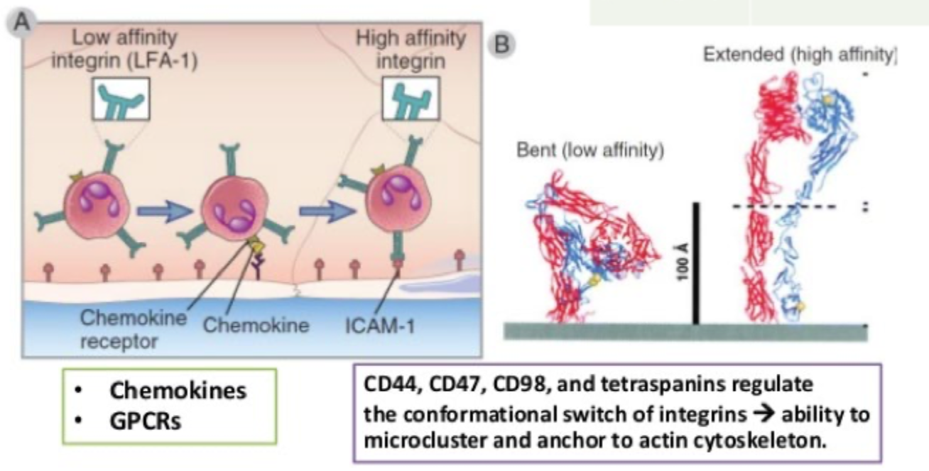 <p>Til <strong>ICAM</strong>-molekyler på endothelceller.</p>