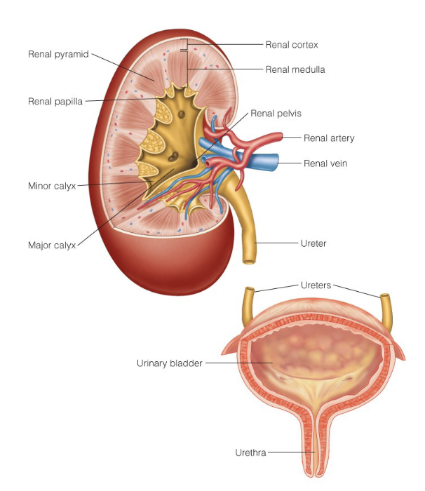 <p>kidney</p><ul><li><p>ions</p></li><li><p>osmolarity</p></li><li><p>blood pressure</p></li><li><p>pH</p></li><li><p>excretion (removal of anything from the body)</p></li><li><p>hormone production</p></li></ul><p></p>