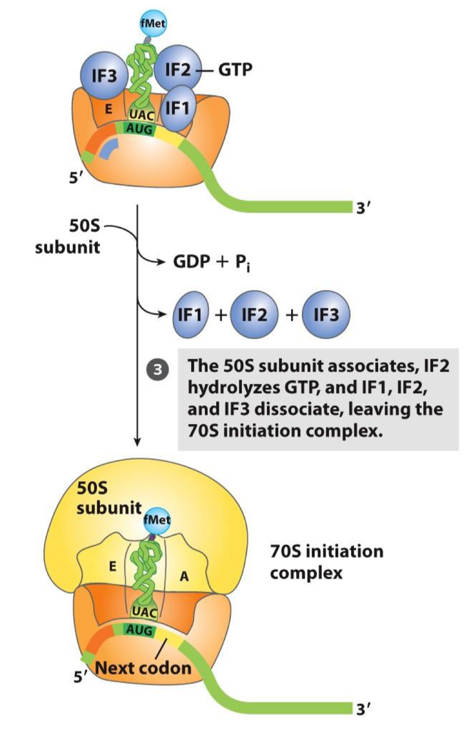 <ul><li><p>the large 50S subunit is recruited and following GTP hydrolysis, the three IFs are released</p><ul><li><p>70S complex is formed with mRNA and fMet tRNA</p></li></ul></li><li><p>the complex with the mRNA and fMet-tRNA<sup>fMet</sup> in the P site can now proceed to the elongation</p></li></ul><p></p>