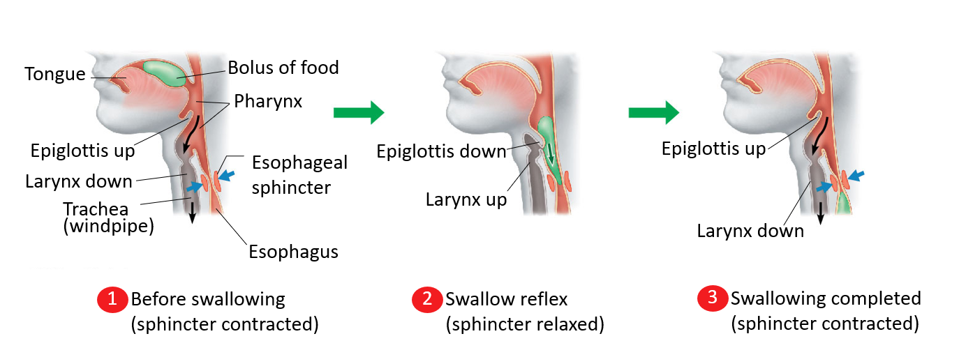 <p>When we swallow what two things happen automatically?</p>