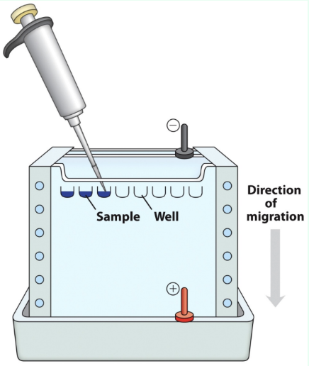 <p>What is SDS-PAGE used for?</p>