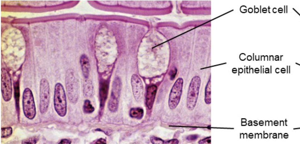 <p>Single layer of tall column-shaped cells</p>