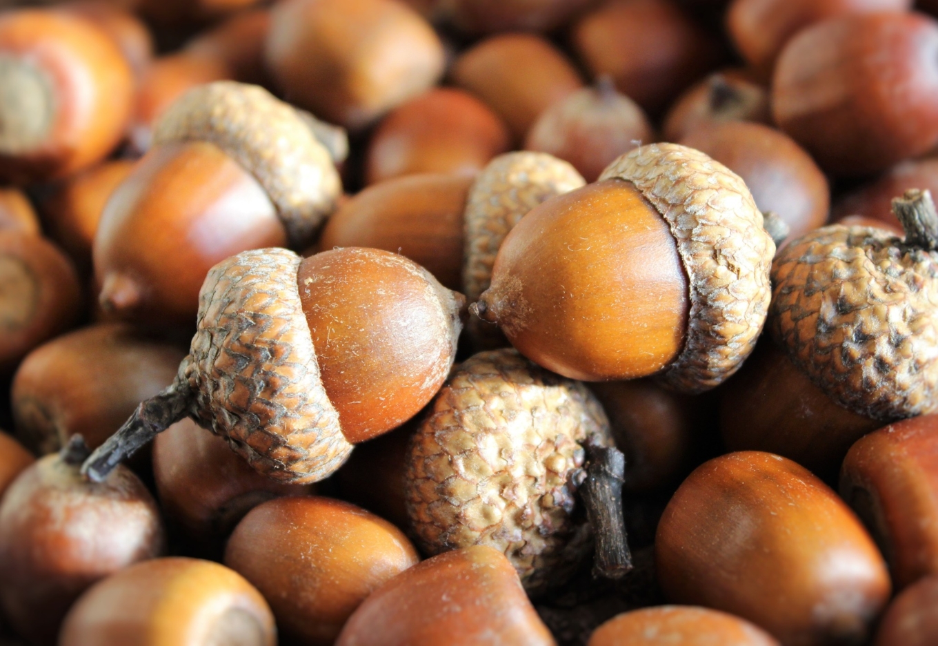 <p>Acorn</p>
