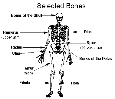 <p>Bones, joints, and their associated cartilages</p>