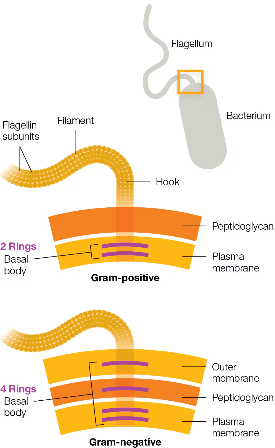 <p>Almost half of bacteria have a flagellum consisting of:</p><ul><li><p>Filament</p></li><li><p>Hook</p></li><li><p>Basal body</p></li><li><p>Rotating like a propeller from a rod-and-ring structure within the basal body</p></li></ul><p></p>